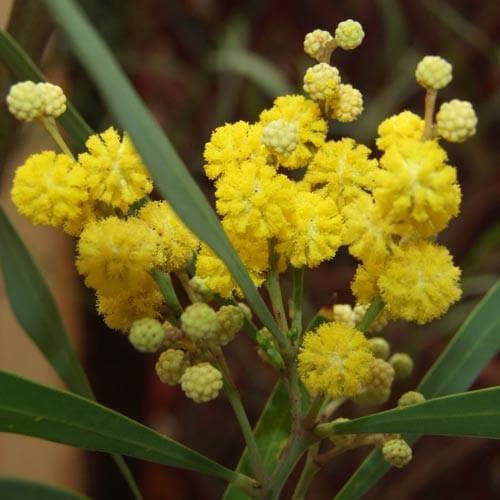 Acacia retinoides - Future Forests