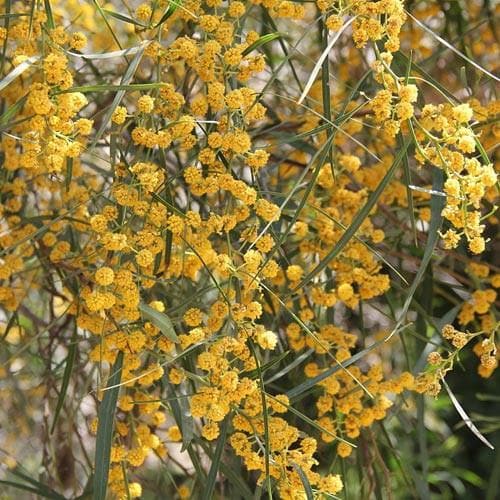 Acacia retinoides - Future Forests