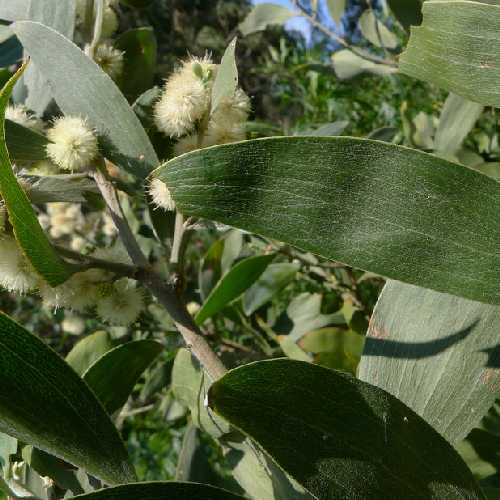 Acacia melanoxylon - Future Forests