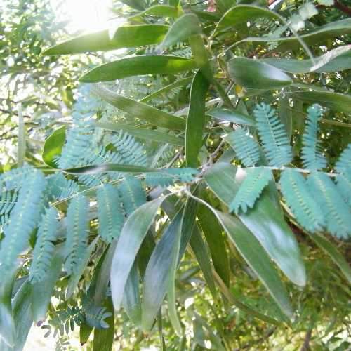 Acacia melanoxylon - Future Forests