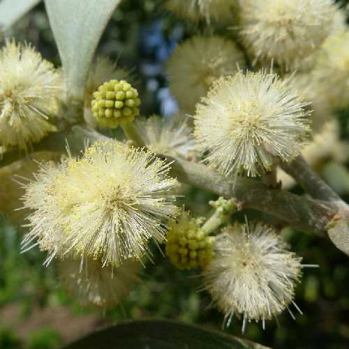 Acacia melanoxylon - Future Forests