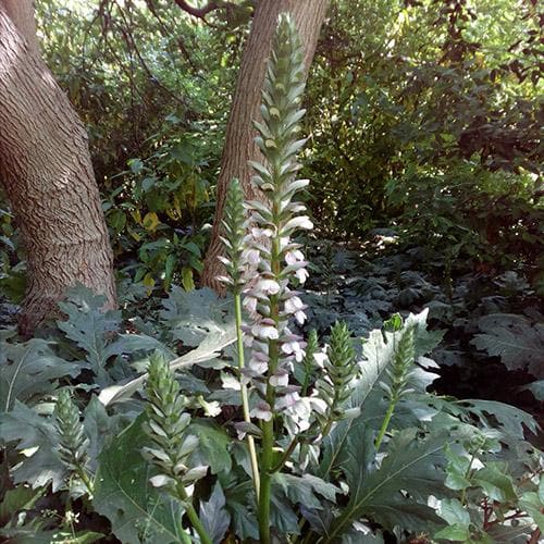 Acanthus mollis