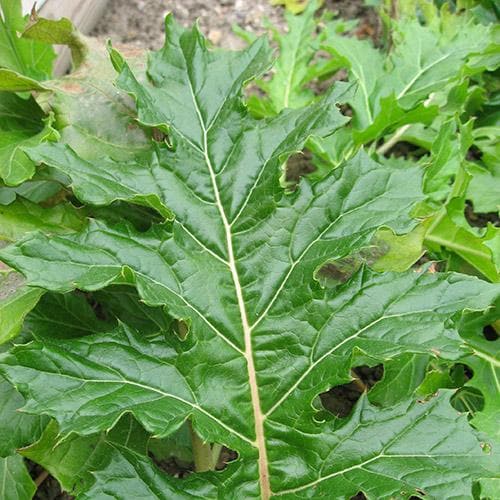 Acanthus mollis