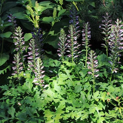 Acanthus mollis