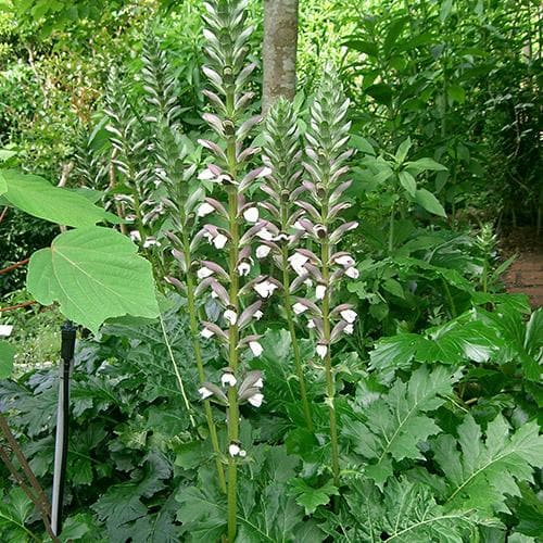 Acanthus mollis