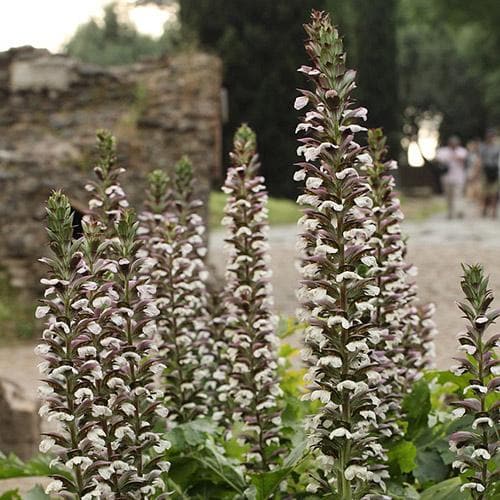 Acanthus mollis