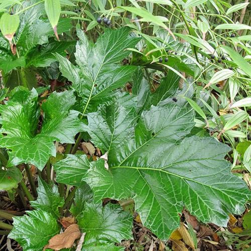 Acanthus mollis