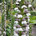 Acanthus mollis