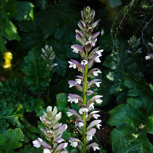 Acanthus mollis