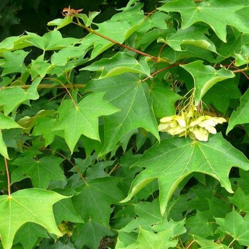 Acer cappadocium - Future Forests