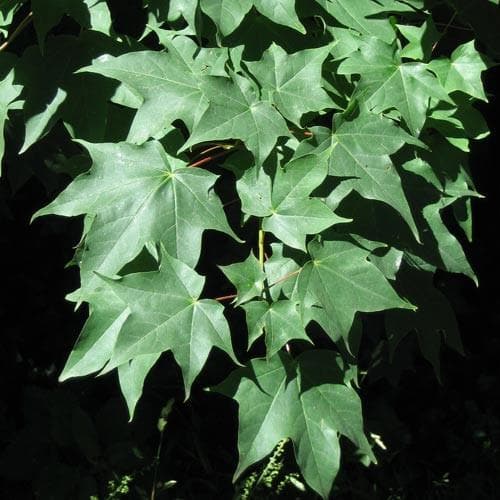 Acer cappadocium - Future Forests