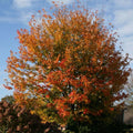 Acer cappadocicum Rubrum