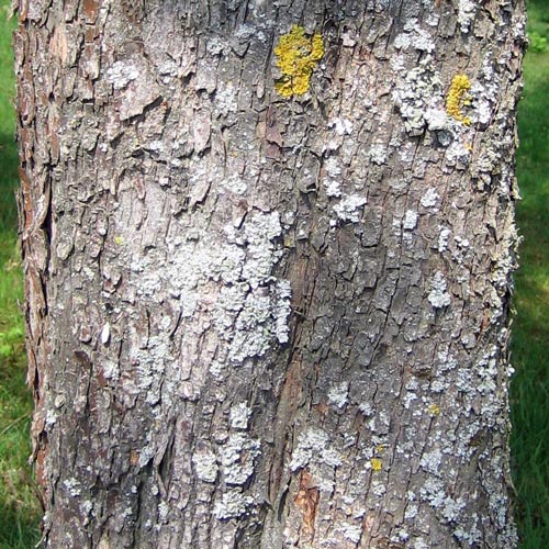 Acer cappadocicum Rubrum