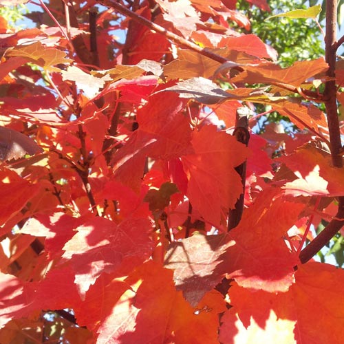 Acer cappadocicum Rubrum