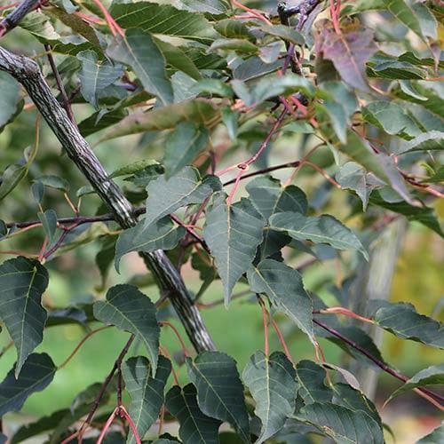 Acer davidii Serpentine - Snakebark Maple