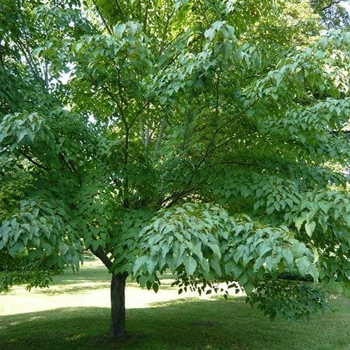 Acer davidii Serpentine - Snakebark Maple