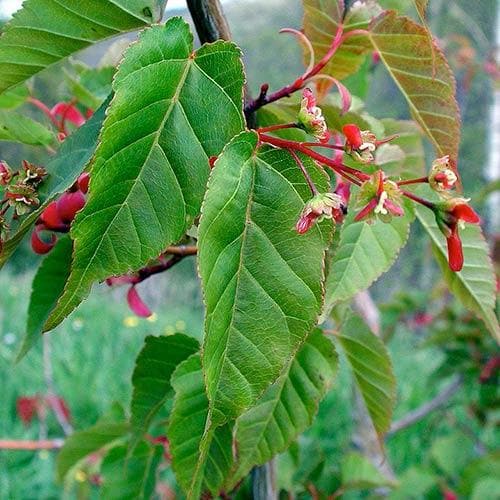 Acer davidii Serpentine - Snakebark Maple