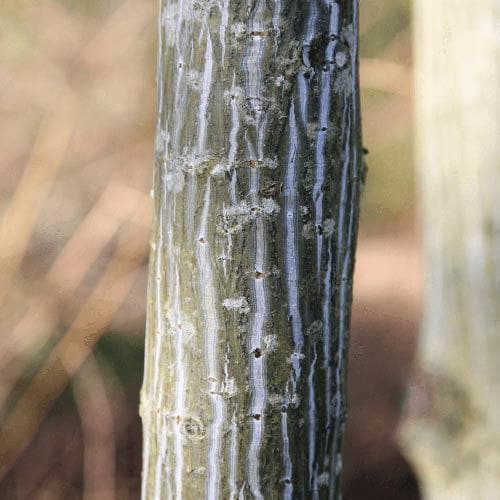 Acer davidii Serpentine - Snakebark Maple