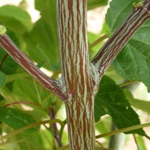 Acer davidii Serpentine - Snakebark Maple