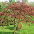 Acer palmatum Dissectum Garnet