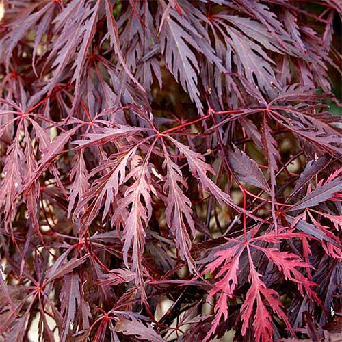 Acer palmatum Dissectum Garnet