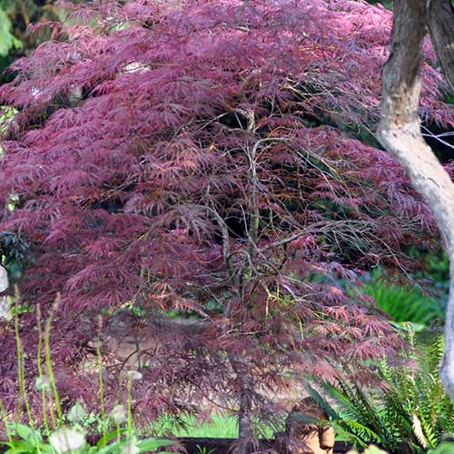 Acer palmatum Dissectum Garnet