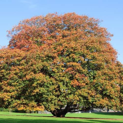 Acer pseudoplatanus ‘Atropurpureum’
