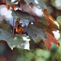 Acer pseudoplatanus ‘Atropurpureum’
