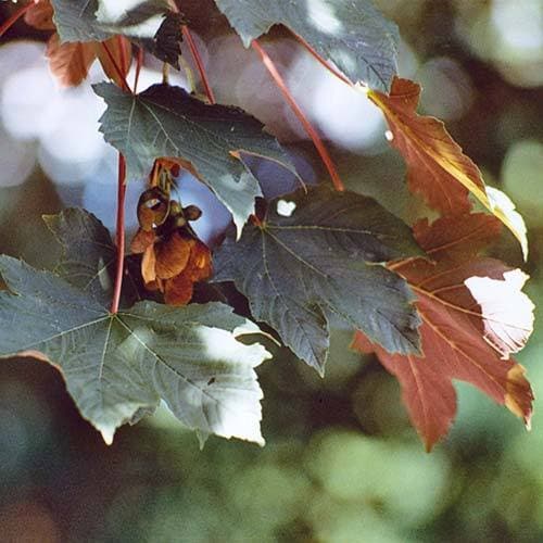 Acer pseudoplatanus ‘Atropurpureum’