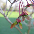 Acer rubrum Red Sunset - Future Forests