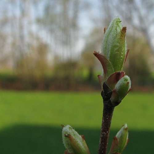 Acer rubrum Red Sunset - Future Forests