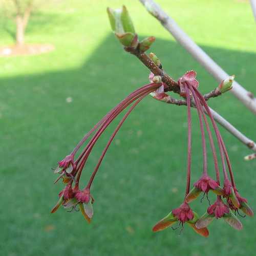 Acer rubrum Red Sunset - Future Forests