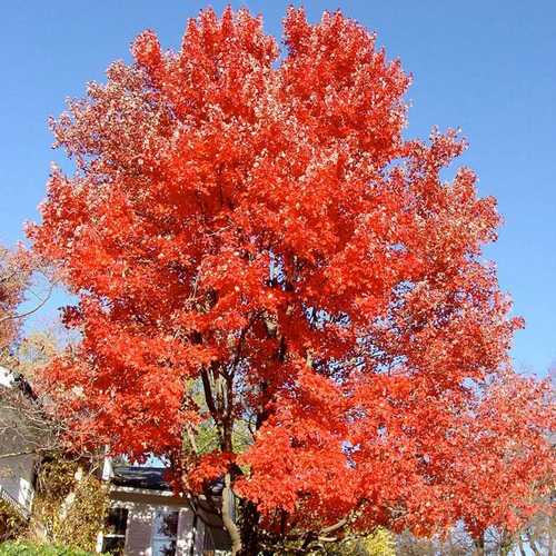 Acer rubrum Red Sunset - Future Forests