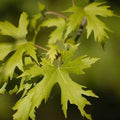 Acer saccharinum - Silver Maple 3-4ft Bareroot