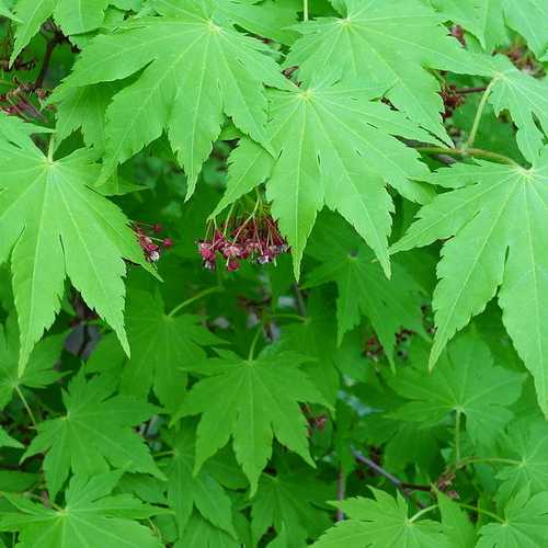 Acer sieboldianum - Future Forests