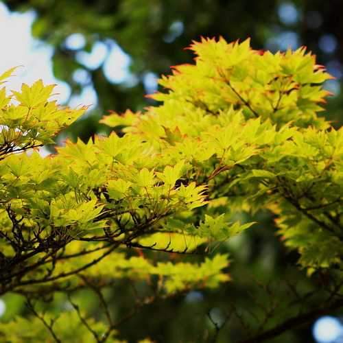 Acer sieboldianum - Future Forests