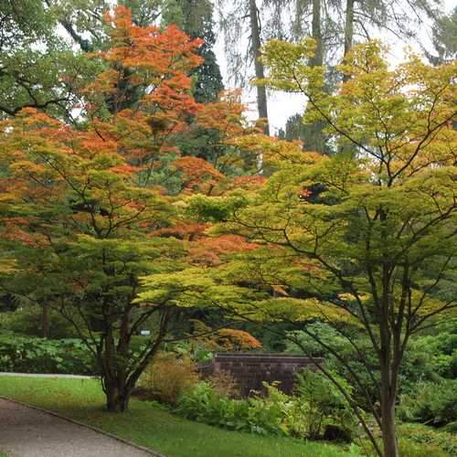 Acer sieboldianum - Future Forests