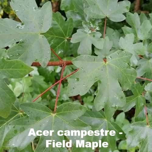 Neat Natural Hedge Mix - Future Forests