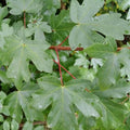 Acer campestre - Field Maple Bareroot | 4-5ft / Not provided