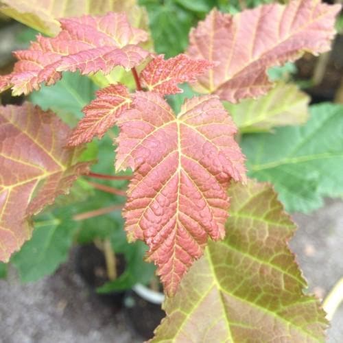 Acer ginnala - Amur Maple - Future Forests