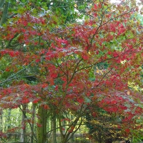 Acer grosseri var. hersii - Snakebark Maple - Future Forests