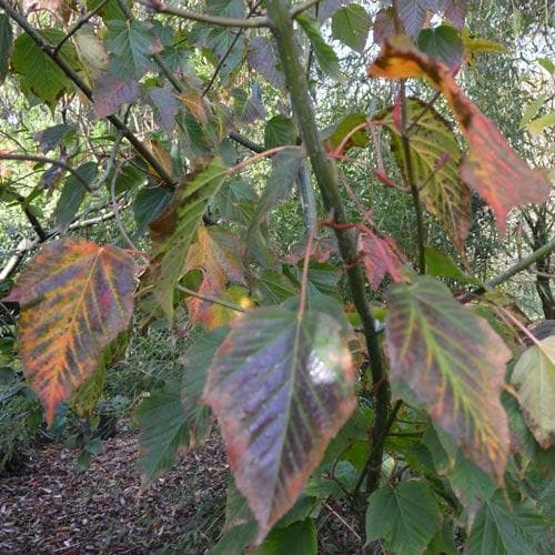 Acer grosseri var. hersii - Snakebark Maple - Future Forests