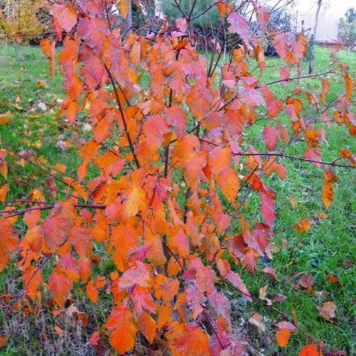 Acer grosseri var. hersii - Snakebark Maple - Future Forests