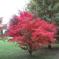 Acer palmatum Atropurpureum Bareroot | 2-3ft / Not provided