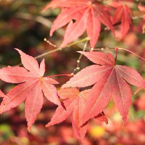 Acer palmatum Atropurpureum - Future Forests