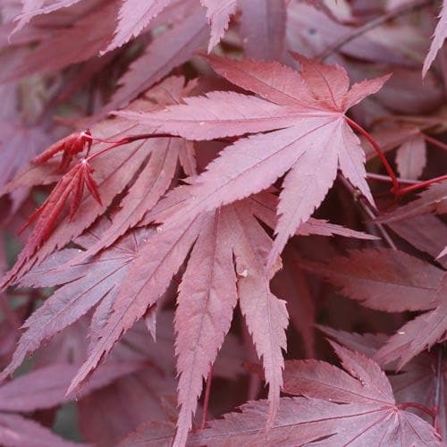 Acer palmatum Atropurpureum - Future Forests