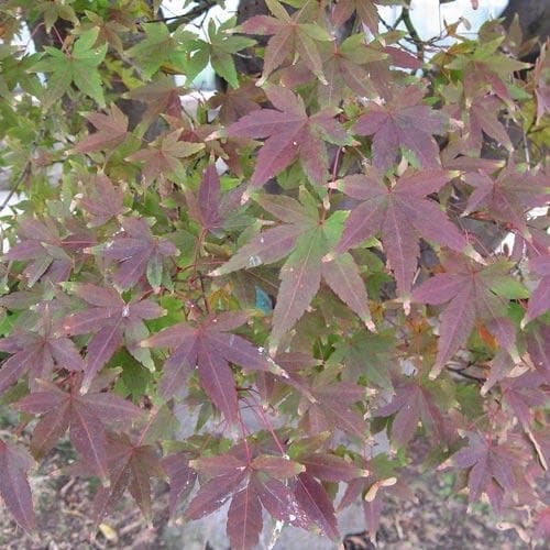 Acer palmatum Atropurpureum - Future Forests