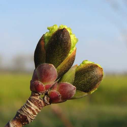 Acer platanoides - Norway Maple - Future Forests