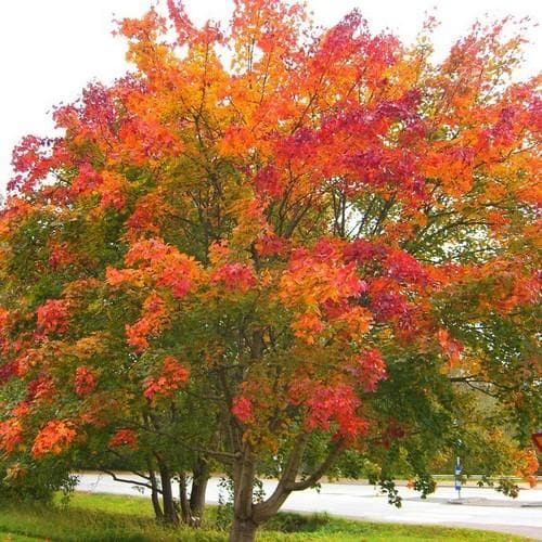 Acer platanoides - Norway Maple - Future Forests