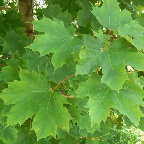 Acer platanoides - Norway Maple Bareroot | 4-5ft